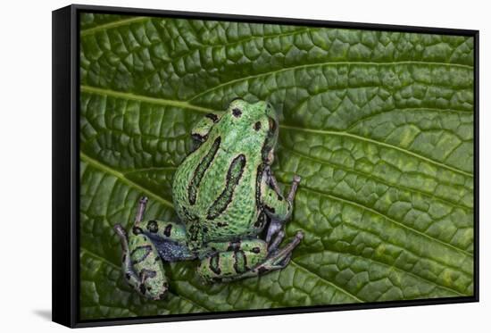 San Lucas Marsupial Frog, Andes, Ecuador-Pete Oxford-Framed Stretched Canvas