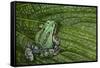 San Lucas Marsupial Frog, Andes, Ecuador-Pete Oxford-Framed Stretched Canvas