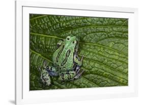 San Lucas Marsupial Frog, Andes, Ecuador-Pete Oxford-Framed Photographic Print