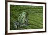 San Lucas Marsupial Frog, Andes, Ecuador-Pete Oxford-Framed Photographic Print