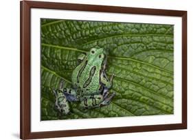 San Lucas Marsupial Frog, Andes, Ecuador-Pete Oxford-Framed Photographic Print