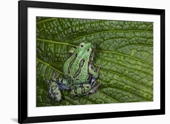 San Lucas Marsupial Frog, Andes, Ecuador-Pete Oxford-Framed Photographic Print