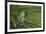 San Lucas Marsupial Frog, Andes, Ecuador-Pete Oxford-Framed Photographic Print