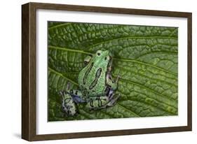 San Lucas Marsupial Frog, Andes, Ecuador-Pete Oxford-Framed Photographic Print