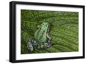 San Lucas Marsupial Frog, Andes, Ecuador-Pete Oxford-Framed Photographic Print