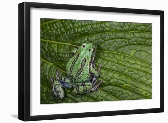 San Lucas Marsupial Frog, Andes, Ecuador-Pete Oxford-Framed Photographic Print