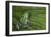 San Lucas Marsupial Frog, Andes, Ecuador-Pete Oxford-Framed Photographic Print