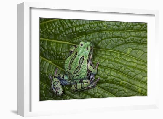 San Lucas Marsupial Frog, Andes, Ecuador-Pete Oxford-Framed Photographic Print