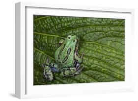 San Lucas Marsupial Frog, Andes, Ecuador-Pete Oxford-Framed Photographic Print