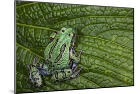 San Lucas Marsupial Frog, Andes, Ecuador-Pete Oxford-Mounted Photographic Print