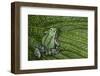 San Lucas Marsupial Frog, Andes, Ecuador-Pete Oxford-Framed Photographic Print