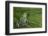 San Lucas Marsupial Frog, Andes, Ecuador-Pete Oxford-Framed Photographic Print