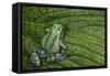 San Lucas Marsupial Frog, Andes, Ecuador-Pete Oxford-Framed Stretched Canvas