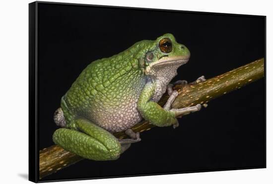 San Lucas Marsupial Frog, Ecuador-Pete Oxford-Framed Stretched Canvas