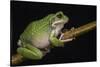 San Lucas Marsupial Frog, Ecuador-Pete Oxford-Stretched Canvas