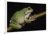 San Lucas Marsupial Frog, Ecuador-Pete Oxford-Framed Photographic Print