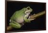 San Lucas Marsupial Frog, Ecuador-Pete Oxford-Framed Photographic Print