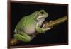 San Lucas Marsupial Frog, Ecuador-Pete Oxford-Framed Photographic Print