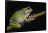 San Lucas Marsupial Frog, Ecuador-Pete Oxford-Framed Photographic Print