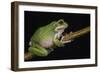 San Lucas Marsupial Frog, Ecuador-Pete Oxford-Framed Photographic Print