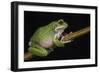 San Lucas Marsupial Frog, Ecuador-Pete Oxford-Framed Photographic Print