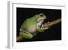 San Lucas Marsupial Frog, Ecuador-Pete Oxford-Framed Photographic Print