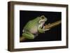 San Lucas Marsupial Frog, Ecuador-Pete Oxford-Framed Photographic Print