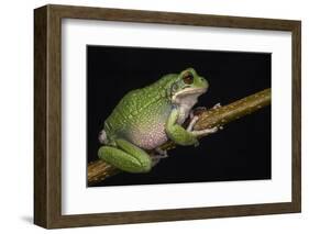 San Lucas Marsupial Frog, Ecuador-Pete Oxford-Framed Photographic Print