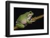 San Lucas Marsupial Frog, Ecuador-Pete Oxford-Framed Photographic Print