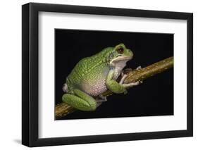 San Lucas Marsupial Frog, Ecuador-Pete Oxford-Framed Photographic Print