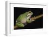 San Lucas Marsupial Frog, Ecuador-Pete Oxford-Framed Photographic Print