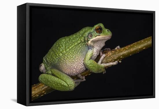 San Lucas Marsupial Frog, Ecuador-Pete Oxford-Framed Stretched Canvas