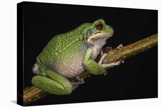 San Lucas Marsupial Frog, Ecuador-Pete Oxford-Stretched Canvas