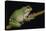 San Lucas Marsupial Frog, Ecuador-Pete Oxford-Stretched Canvas