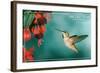 San Luis Obispo, California - Rufous Hummingbirds-Lantern Press-Framed Art Print