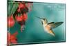 San Luis Obispo, California - Rufous Hummingbirds-Lantern Press-Mounted Art Print