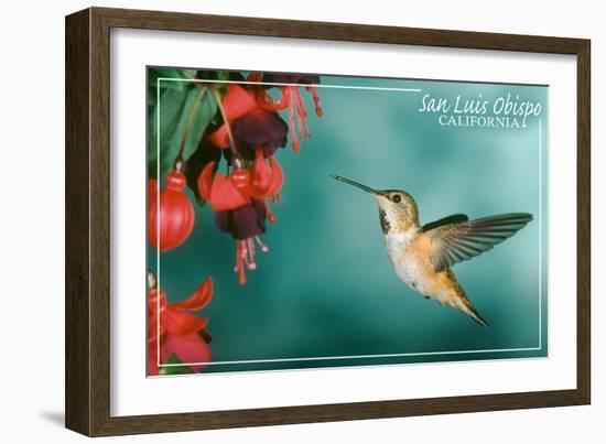 San Luis Obispo, California - Rufous Hummingbirds-Lantern Press-Framed Art Print