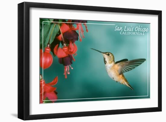 San Luis Obispo, California - Rufous Hummingbirds-Lantern Press-Framed Art Print