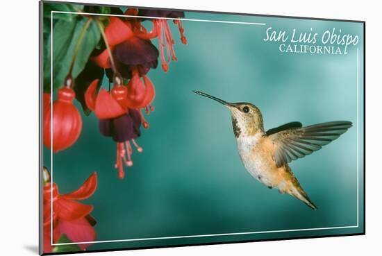 San Luis Obispo, California - Rufous Hummingbirds-Lantern Press-Mounted Art Print