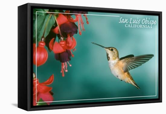 San Luis Obispo, California - Rufous Hummingbirds-Lantern Press-Framed Stretched Canvas