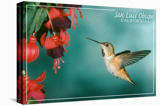 San Luis Obispo, California - Rufous Hummingbirds-Lantern Press-Stretched Canvas