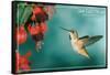 San Luis Obispo, California - Rufous Hummingbirds-Lantern Press-Framed Stretched Canvas