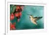 San Luis Obispo, California - Rufous Hummingbirds-Lantern Press-Framed Art Print