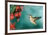 San Luis Obispo, California - Rufous Hummingbirds-Lantern Press-Framed Art Print