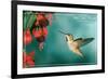 San Luis Obispo, California - Rufous Hummingbirds-Lantern Press-Framed Art Print