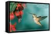 San Luis Obispo, California - Rufous Hummingbirds-Lantern Press-Framed Stretched Canvas