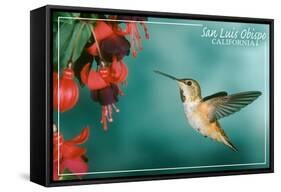 San Luis Obispo, California - Rufous Hummingbirds-Lantern Press-Framed Stretched Canvas