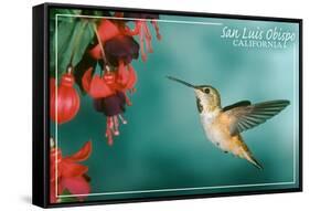 San Luis Obispo, California - Rufous Hummingbirds-Lantern Press-Framed Stretched Canvas