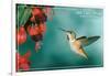 San Luis Obispo, California - Rufous Hummingbirds-Lantern Press-Framed Art Print