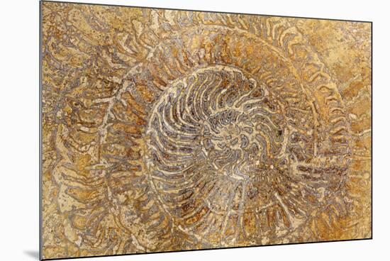 San Miguel Fossils I-Kathy Mahan-Mounted Photographic Print